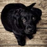 How to Find Out if Your Dog Is Stressed – Identity News Digest