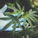 NxGen Uses Biometrics to Secure Cannabis Delivery Containers
