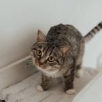 Tably App Uses Feline Biometrics to Assess Cats’ Moods