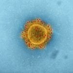 FPC Lowers Q2 Estimate Following COVID-19 Outbreak in Vietnam