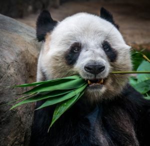 Panda Researchers Build Panda Facial Recognition App for Panda Science