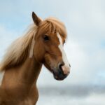An RFP for Horse Safety Tech – Identity News Digest