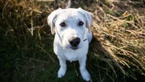 labrador-puppy-800x533