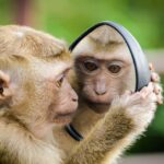 Monkeying Around With Philippines’ Faulty SIM Registration Program – Identity News Digest